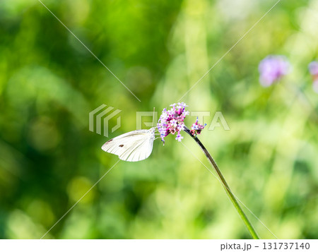 夏の終わりの花壇の景色　バーベナの小さな花の蜜を吸うモンシロチョウ 131737140