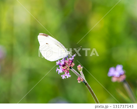 夏の終わりの花壇の景色　バーベナの小さな花の蜜を吸うモンシロチョウ 131737143
