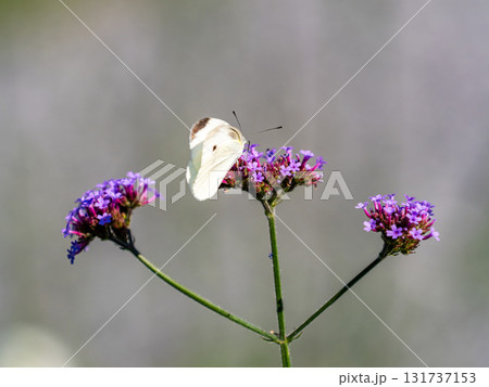 夏の終わりの花壇の景色　バーベナの小さな花の蜜を吸うモンシロチョウ 131737153