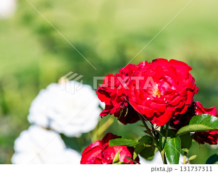 美しい初夏の景色 瑞々しいカラフルな満開の春バラ 美しい初夏の景色 瑞々しいカラフルな満開の春バラ 131737311