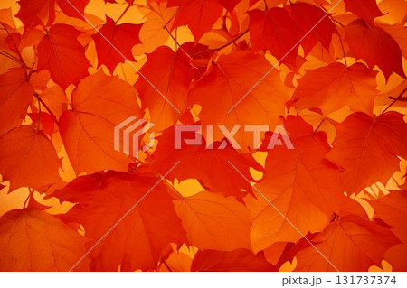 秋を彩る真っ赤な紅葉カエデの背景素材 131737374