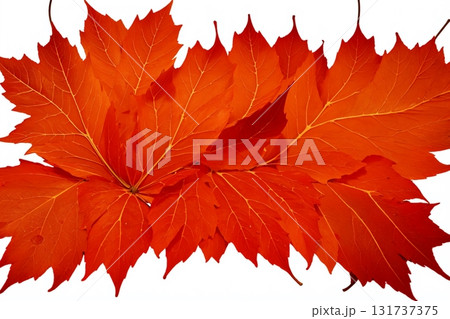 秋を象徴する紅葉カエデのデザイン背景 131737375