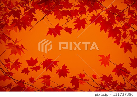 デザインに使いやすいカエデの紅葉背景素材 131737386