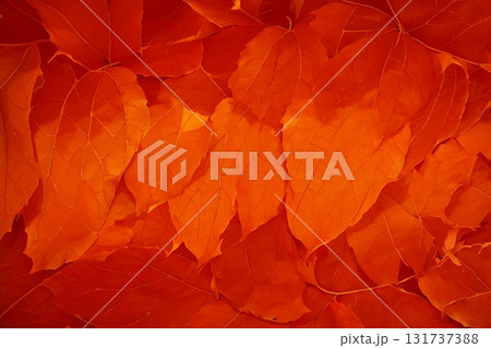 自然素材 真っ赤な紅葉カエデの背景テクスチャ 自然素材 真っ赤な紅葉カエデの背景テクスチャ 131737388