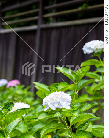 梅雨を彩る景色　カラフルで美しいアジサイ 131737431