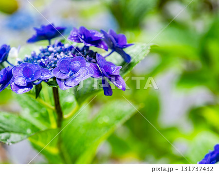 梅雨を彩る景色 カラフルで美しいアジサイ 梅雨を彩る景色 カラフルで美しいアジサイ 131737432