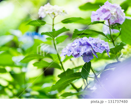 梅雨を彩る景色　カラフルで美しいアジサイ 131737480