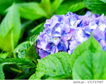 梅雨を彩る景色　カラフルで美しいアジサイ 131737487