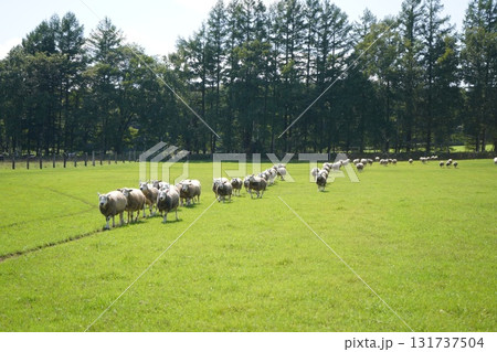 羊の行進 131737504