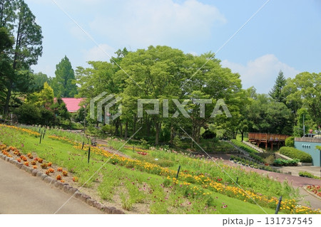 夏の植物園 ケヤキ林 夏の植物園 ケヤキ林 131737545