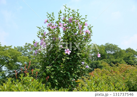 満開　ムクゲの花 131737546