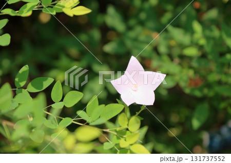 秋の七草 白色キキョウの花 秋の七草 白色キキョウの花 131737552