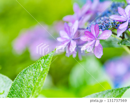 梅雨時の美しい景色　清楚で可憐なヤマアジサイ 131737569