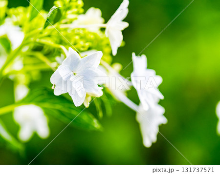 梅雨時の美しい景色　清楚で可憐なヤマアジサイ 131737571