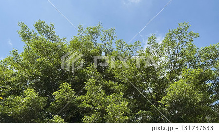 Green leaves with blue sky and sunlight in the garden Green leaves with blue sky and sunlight in the garden 131737633