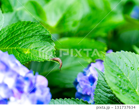 梅雨を彩る景色 カラフルで美しいアジサイとナメクジ 梅雨を彩る景色 カラフルで美しいアジサイとナメクジ 131737634