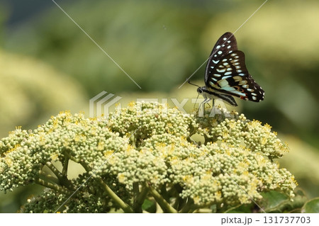 生き物　昆虫　ミカドアゲハ、カラスザンショウの花で食事をする南西諸島亜種の夏型オスかと・・・ 131737703