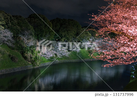 東京都千代田区、皇居の半蔵濠沿いに広がる千鳥ヶ淵公園でライトアップに照らされた幻想的な夜桜 131737996