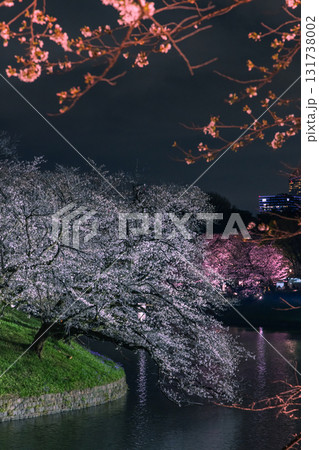 東京都千代田区、皇居の半蔵濠沿いに広がる千鳥ヶ淵公園でライトアップに照らされた幻想的な夜桜 131738002