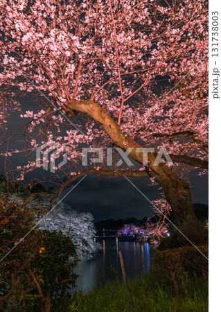 東京都千代田区、皇居の半蔵濠沿いに広がる千鳥ヶ淵公園でライトアップに照らされた幻想的な夜桜 131738003