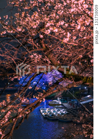 東京都千代田区、皇居の半蔵濠沿いに広がる千鳥ヶ淵公園でライトアップに照らされた幻想的な夜桜 東京都千代田区、皇居の半蔵濠沿いに広がる千鳥ヶ淵公園でライトアップに照らされた幻想的な夜桜 131738009