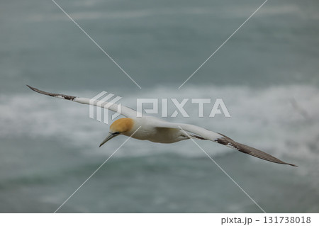 ニュージーランド　オークランド近郊にあるムリワイ・ビーチのガネットコロニーを飛ぶカツオドリ 131738018