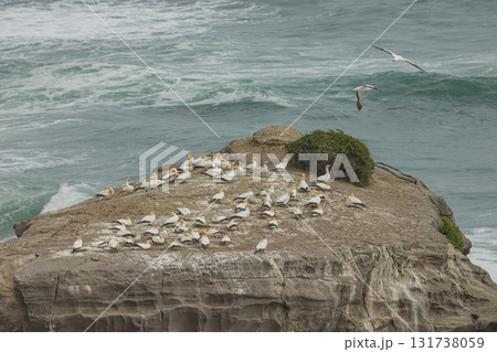 ニュージーランド オークランド近郊にあるムリワイ・ビーチのガネットコロニーに生息するカツオドリの群れ ニュージーランド オークランド近郊にあるムリワイ・ビーチのガネットコロニーに生息するカツオドリの群れ 131738059