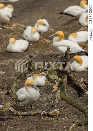 ニュージーランド　オークランド近郊にあるムリワイ・ビーチのガネットコロニーに生息するカツオドリの群れ 131738060