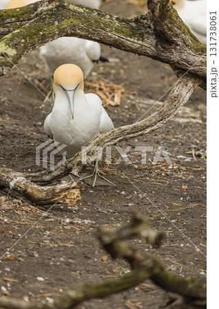 ニュージーランド　オークランド近郊にあるムリワイ・ビーチのガネットコロニーに生息するカツオドリ 131738061