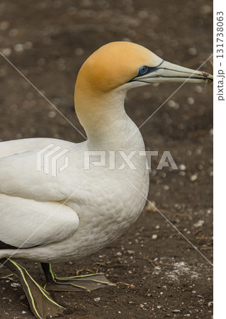 ニュージーランド　オークランド近郊にあるムリワイ・ビーチのガネットコロニーに生息するカツオドリ 131738063