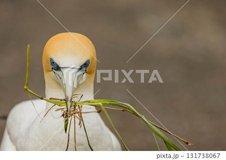 ニュージーランド　オークランド近郊にあるムリワイ・ビーチのガネットコロニーに生息するカツオドリ 131738067