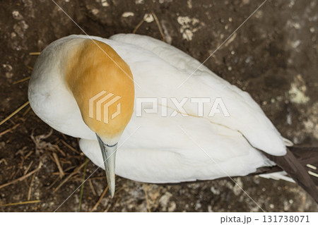 ニュージーランド　オークランド近郊にあるムリワイ・ビーチのガネットコロニーに生息するカツオドリ 131738071