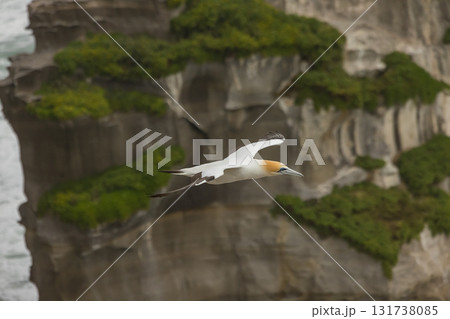 ニュージーランド　オークランド近郊にあるムリワイ・ビーチのガネットコロニーを飛ぶカツオドリ 131738085