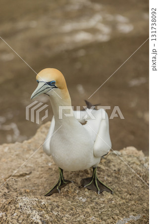 ニュージーランド オークランド近郊にあるムリワイ・ビーチのガネットコロニーに生息するカツオドリ ニュージーランド オークランド近郊にあるムリワイ・ビーチのガネットコロニーに生息するカツオドリ 131738092