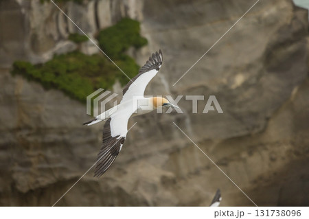 ニュージーランド オークランド近郊にあるムリワイ・ビーチのガネットコロニーを飛ぶカツオドリ ニュージーランド オークランド近郊にあるムリワイ・ビーチのガネットコロニーを飛ぶカツオドリ 131738096
