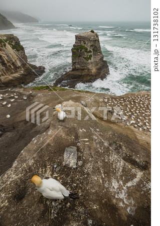 ニュージーランド　オークランド近郊にあるムリワイ・ビーチのガネットコロニーとシロカツオドリの群れ 131738102