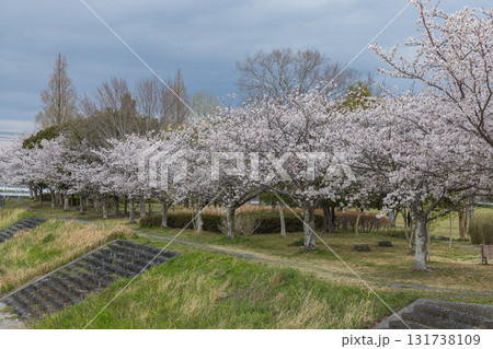 日本 静岡県磐田市豊田町のラブリバー公園沿いに咲く桜並木 日本 静岡県磐田市豊田町のラブリバー公園沿いに咲く桜並木 131738109