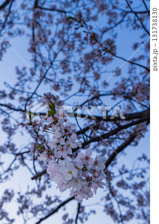 春に咲き誇る満開の桜と花びらの風景 131738130