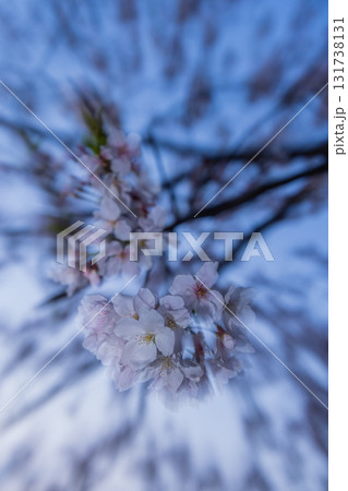 春に咲き誇る満開の桜と花びらの風景 131738131