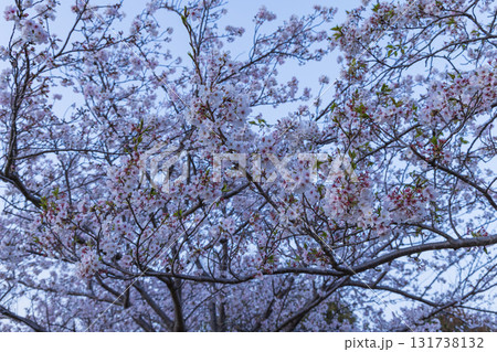 春に咲き誇る満開の桜と花びらの風景 131738132