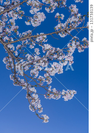 春に咲き誇る満開の桜と花びらの風景 春に咲き誇る満開の桜と花びらの風景 131738139