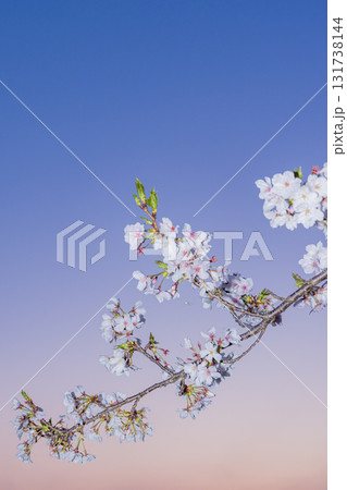 春に咲き誇る満開の桜と花びらの風景 春に咲き誇る満開の桜と花びらの風景 131738144