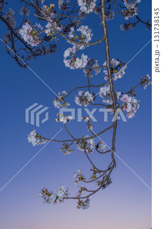 春に咲き誇る満開の桜と花びらの風景 春に咲き誇る満開の桜と花びらの風景 131738145
