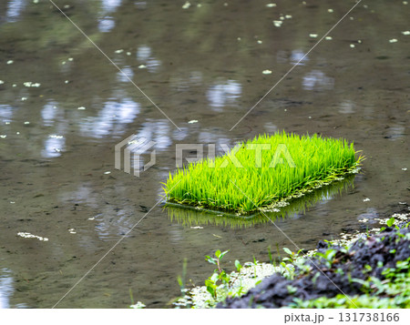 梅雨時の景色 田植えを待つ田んぼの苗 梅雨時の景色 田植えを待つ田んぼの苗 131738166