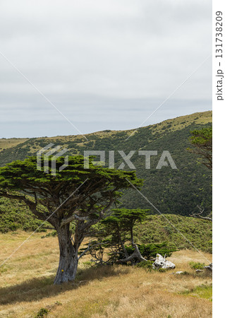 ニュージーランド ウェリントンのスカイライン・ウォークウェイからの風景 ニュージーランド ウェリントンのスカイライン・ウォークウェイからの風景 131738209