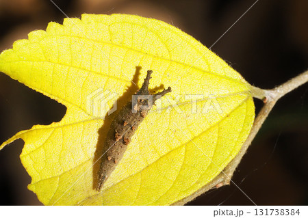 冬のアカボシゴマダラの幼虫 131738384
