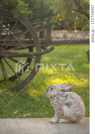 水車のある公園でくつろぐうさぎ 131738407
