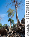 タ・プローム遺跡の青空にそびえ立つ木 131738412
