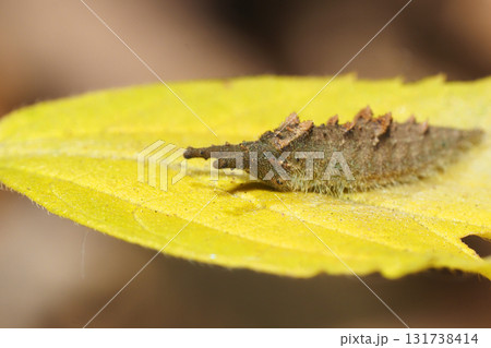 冬のアカボシゴマダラの幼虫 冬のアカボシゴマダラの幼虫 131738414
