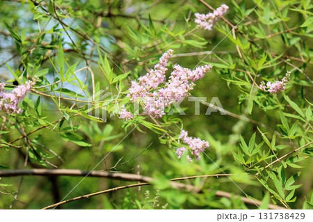 爽やか セイヨウニンジンボクの花 爽やか セイヨウニンジンボクの花 131738429